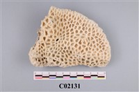 藏品(珊瑚化石)的圖片